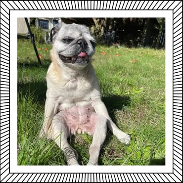 Sunbathing Mabel