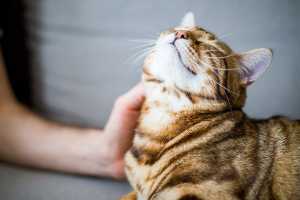 Tabby cat being pet