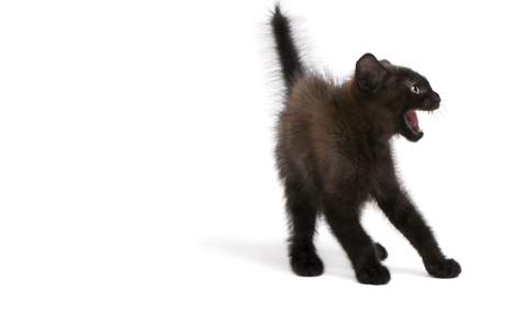 Decoding Feline Fury: Understanding Cat Aggression Toward Humans