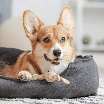 corgi lying in dog bed