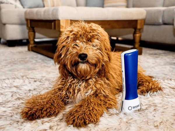 doddle puppy and tersano iclean mini