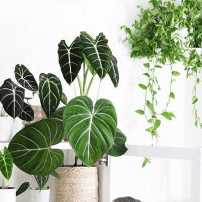 indoor plants need oxidization