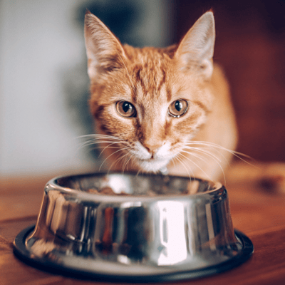 orange cat eating from steel bowl
