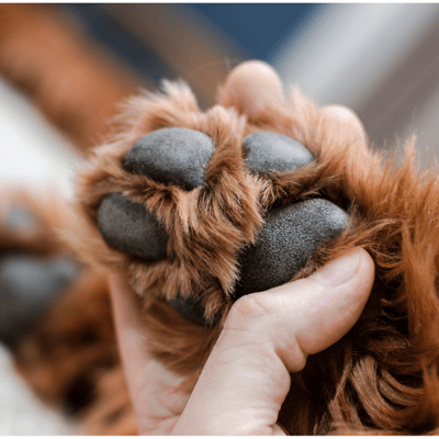 person holding dog paw in hand