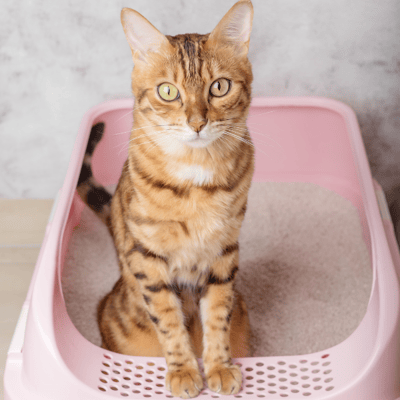 tabby cat sitting in pink litter box-canva