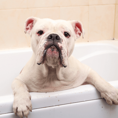 white bull dog in the bathtub-canva