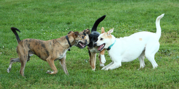 Three dogs playing in the yard
