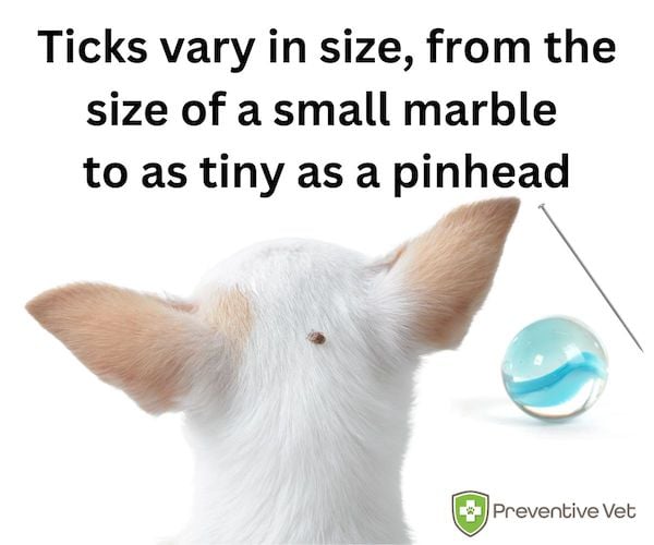 Tick sizes - Preventive Vet
