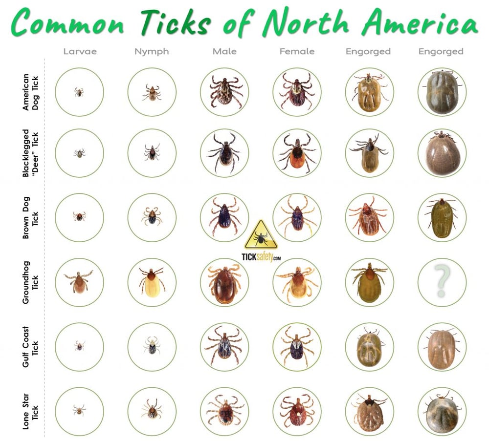 Tick Identification Chart