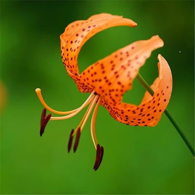 Tiger Lily