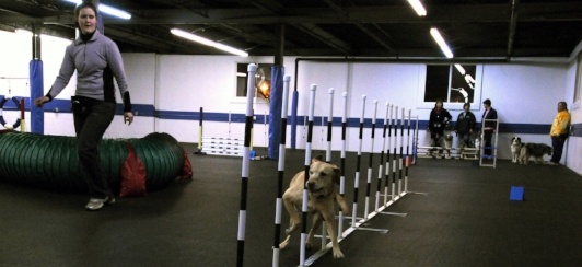 dog in agility class practicing the weave poles