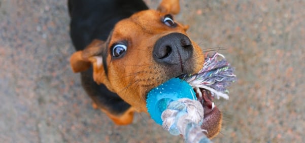 dog training tug of war