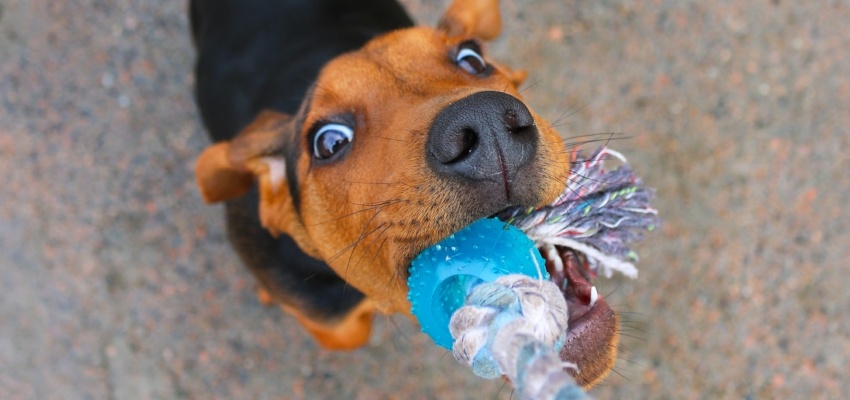 tug of war training