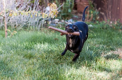 Leander enjoying the best fetch toy ever