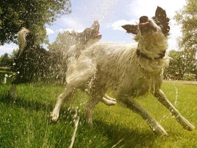 Two border collies leaping through a sprinkler