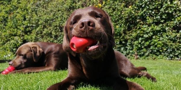 Two chocolate labs enjoying their stuffed KONGs outside in the yard