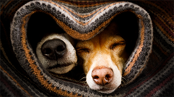 Two dogs cuddling under a blanket