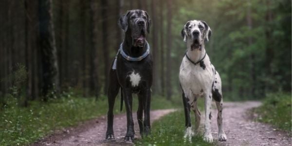 Two great dane dogs with barrel chests