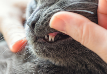 Up close cat teeth