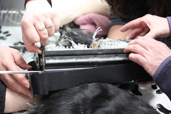 Dog tail caught in paper shredder