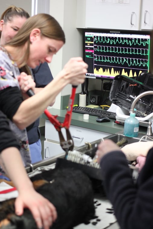 veterinary team removing dog tail in shredder