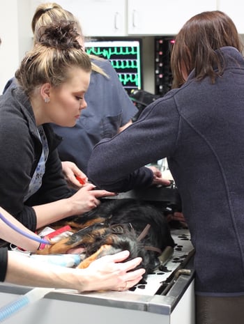 veterinary team taking dog tail out of shredder