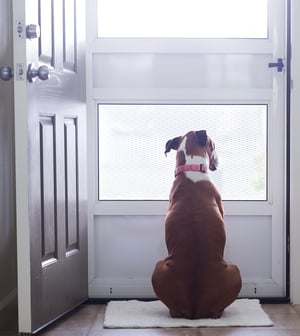 boxer sitting at doorway looking outside