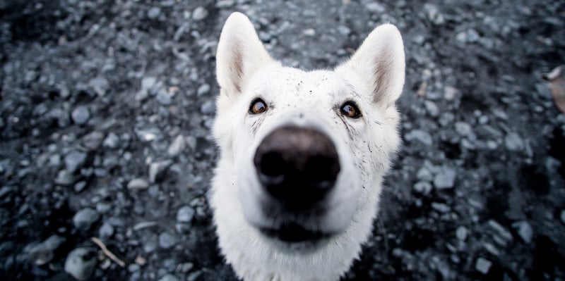 white shepherd looking up at camera close up