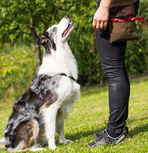border collie sitting in front of dog trainer