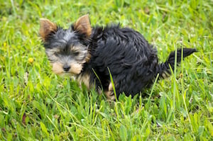 puppy going potty in the grass