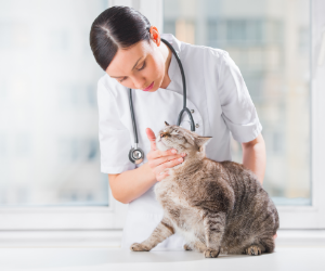 Veterinarian examining cat