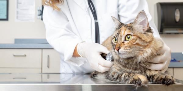 Veterinarian listening to cats heartbeat
