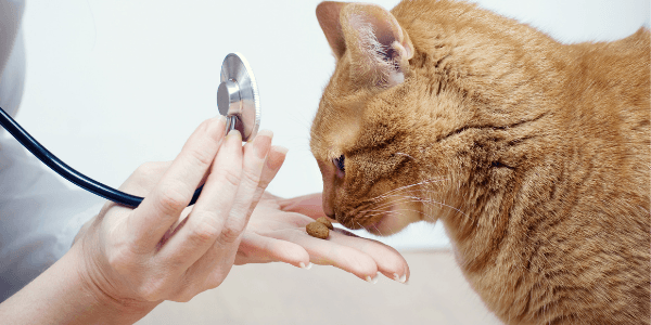 Veterinarian offering treats in hand to orange cat while holding stethoscope