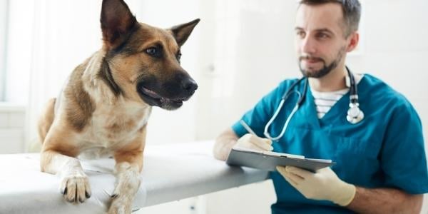 Veterinarian sitting by dog on exam table
