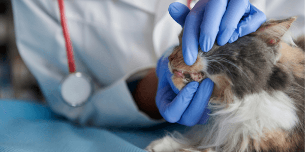 Veterinarian checking cats teeth