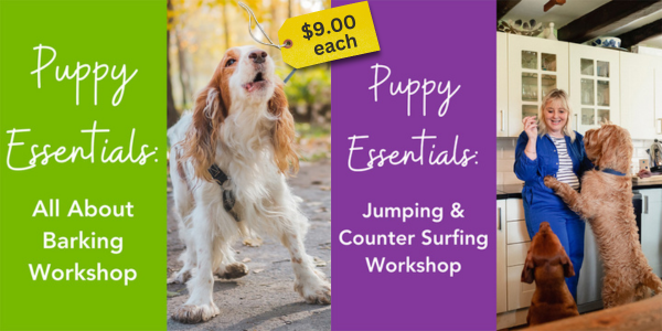 barking and jumping workshops