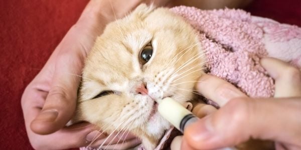 giving a cat medication using a syringe