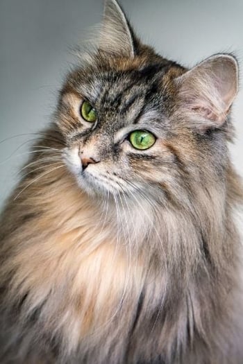 long haired cat with hairball issues