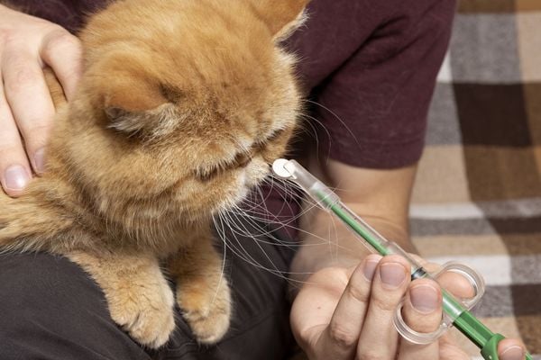 man using a pill gun to give medication to his cat-shutter
