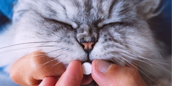 person giving a white pill to a gray persian cat-shutter