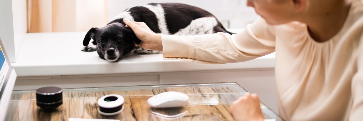 telehealth consultation with a veterinarian