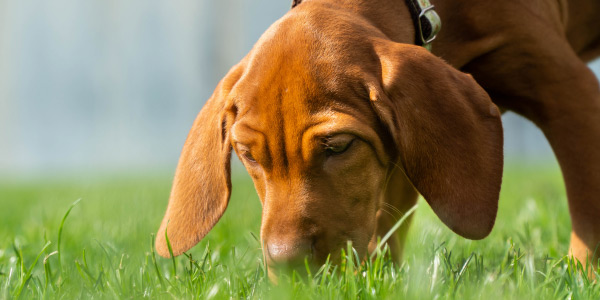 Visla puppy sniffing something on ground