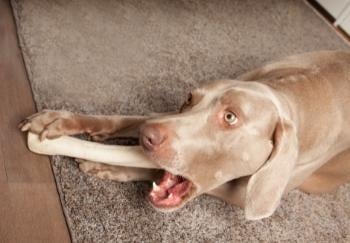 Weimaraner chewing on large rawhide chew