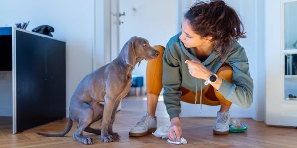 Weimaraner puppy potty accident submissive urination