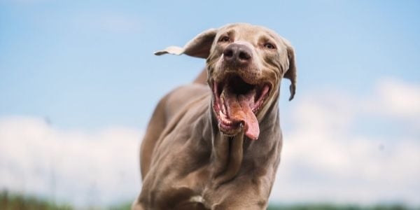 Weimaraner with tongue out running and exercising