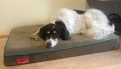 Wendy-dog-brindle-foam-bed-size-medium