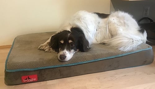 dog using brindle foam bed size medium