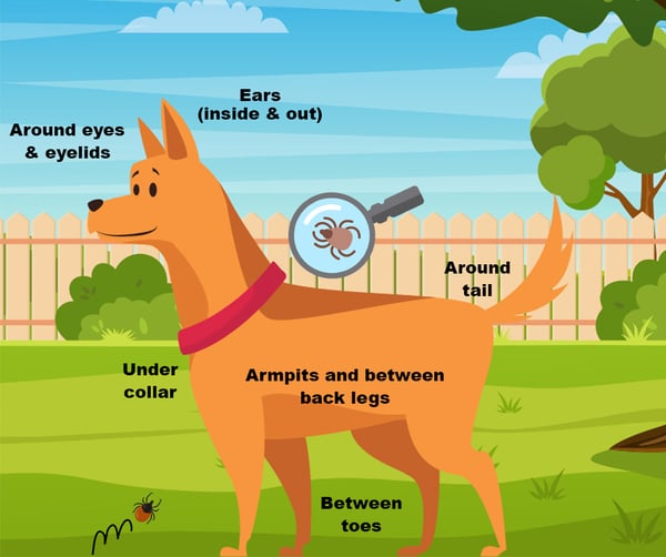 Where to check for ticks on dogs with tick and microscope