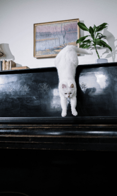 White cat jumping down from top of piano canva