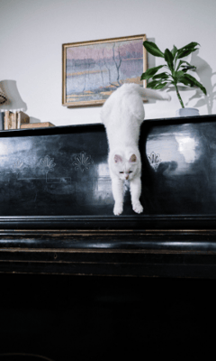 White cat jumping down from top of piano canva